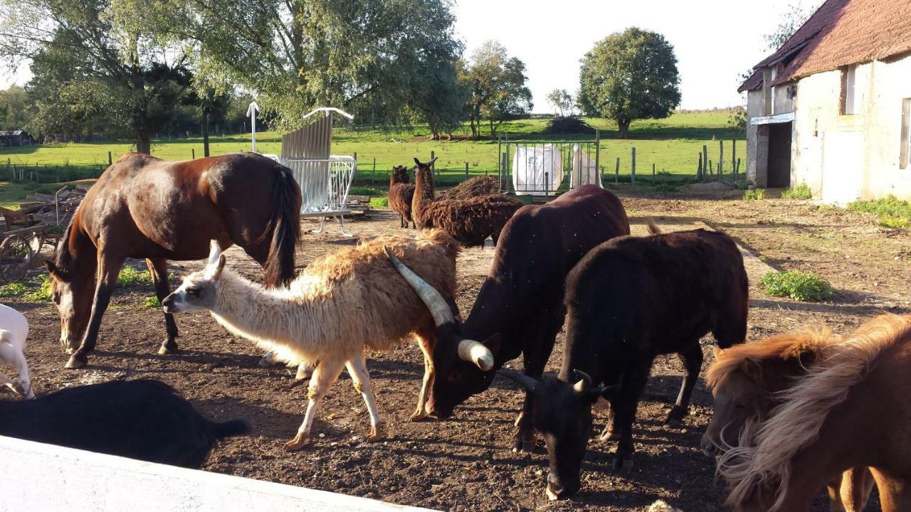 La Ferme Aux Kangourous Donzy Exterior foto
